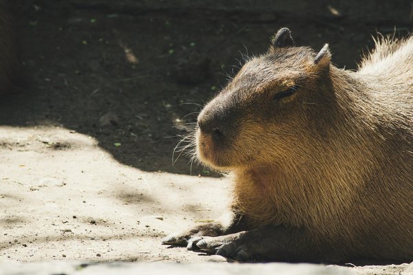 What's the Best Way to Encourage Foraging Behaviors in a Capybara?