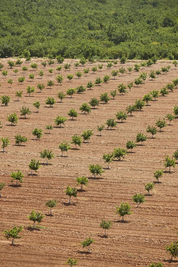 What's the Potential of Vertical Farming in UK's Urban Landscapes?